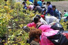 Second Phase Tree Planting Otsuchi-cho - Participants planting trees