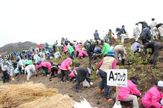 First-phase tree planting Otsuchi-cho