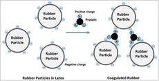 Coagulation Model of Rubber Particles in Latex by Protein