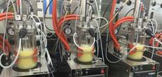 In-cell (in vivo) synthesis of isoprene